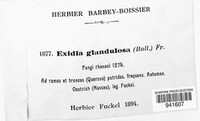 Exidia glandulosa image